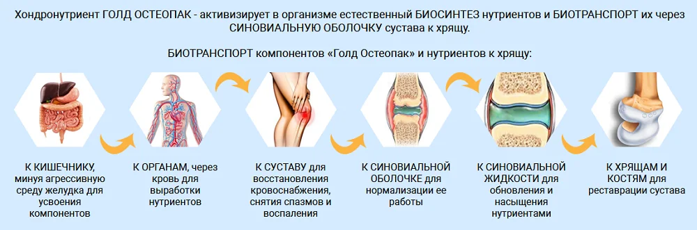 Принцип работы препарата Голд Остеопак Хондронутриент для суставов