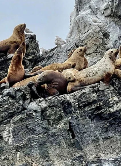 Тюлений жир - один из основных ингредиентов препарата для сосудов и сердца Арсил Кардио