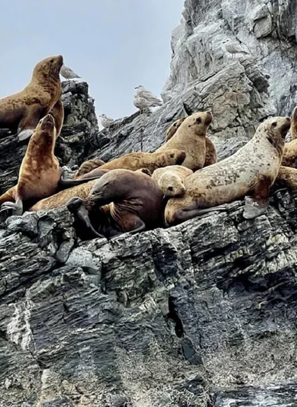 Тюлений жир Ларго входит в состав препарата Арсил Артро для суставов