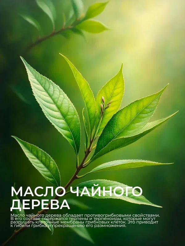 Масло чайного дерева является одним из основных ингредиентов мази Ноготок от грибка ногтей