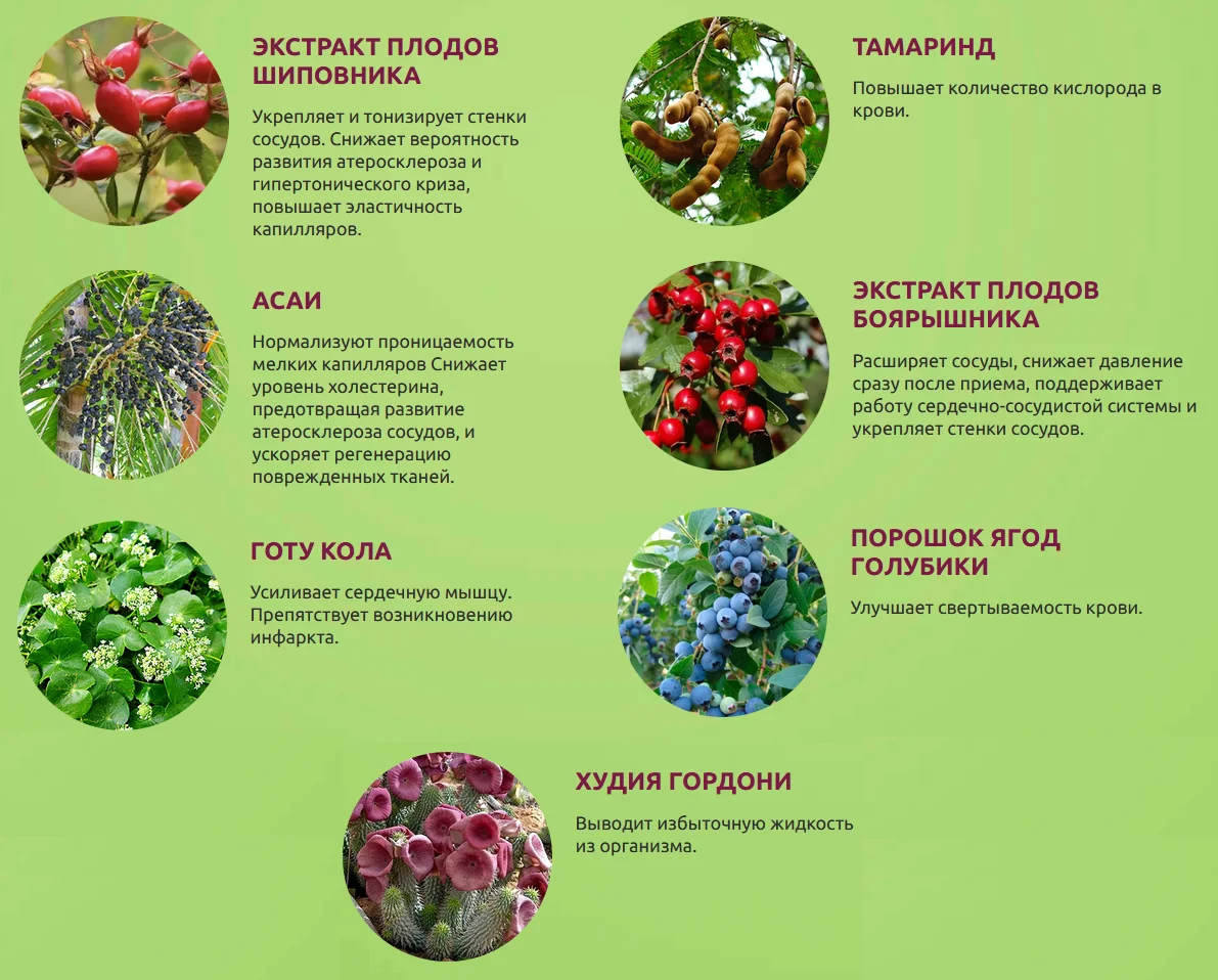 Состав препарата Гипертоникс капли от гипертонии и для нормализации давления