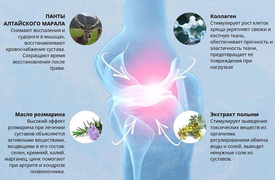 Состав препарата Sinaden (Синаден) для восстановления и укрепления суставов
