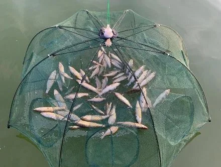 С усовершенствованной вершей паук ловля рыбы происходит эффективно и легко!