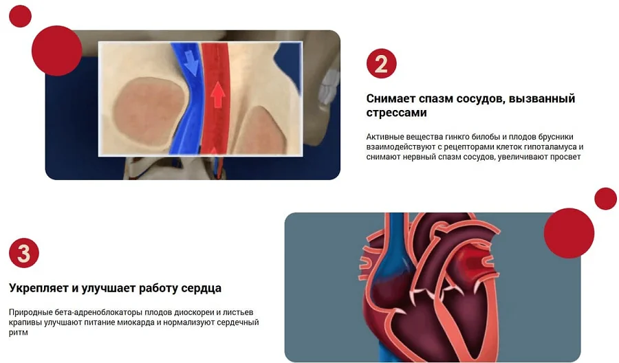 Препарат CardiDoc (КардиоДок) нормализует давление действуя на причины гипертонии (картинка 2)
