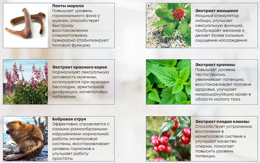 Состав препарата Erectol Forte (Эректол Форте) для повышения потенции у мужчин