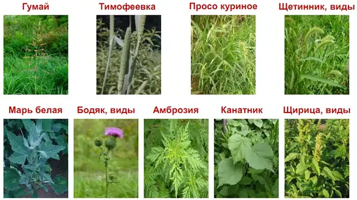 Виды сорняков с которыми эффективно справляется средство TITUS + UPTUS