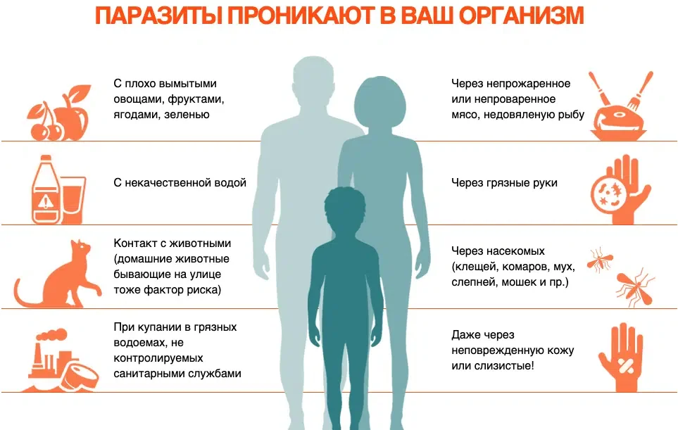 Как паразиты проникают в Ваш организм